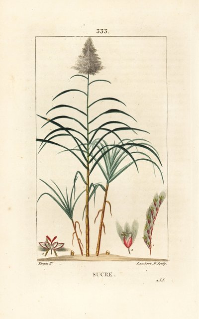 Noble Cane - Sugar Cane by Pierre Jean Francois Turpin