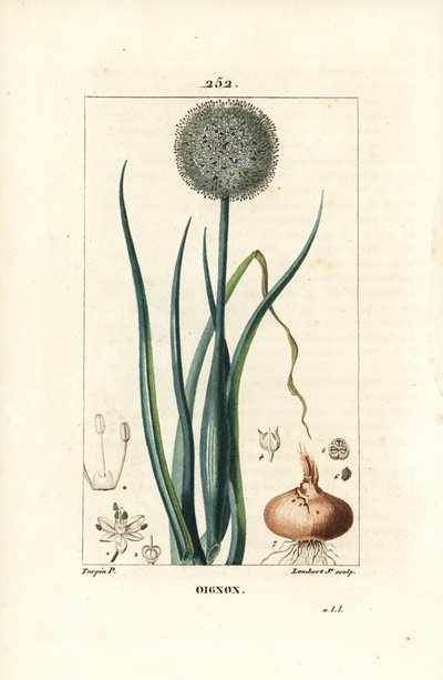 Onion, Allium cepa, with flower, leaf, bulb and roots by Pierre Jean Francois Turpin