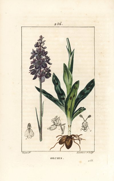 Early Purple Orchid, Orchis mascula (from La Flore Medicale) by Pierre Jean Francois Turpin