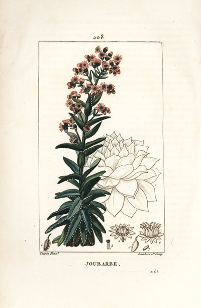 Orpin - Common houseleek, Sedum majus by Pierre Jean Francois Turpin