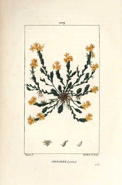 Orpin acre - Golden stonecrop, Sedum acre by Pierre Jean Francois Turpin