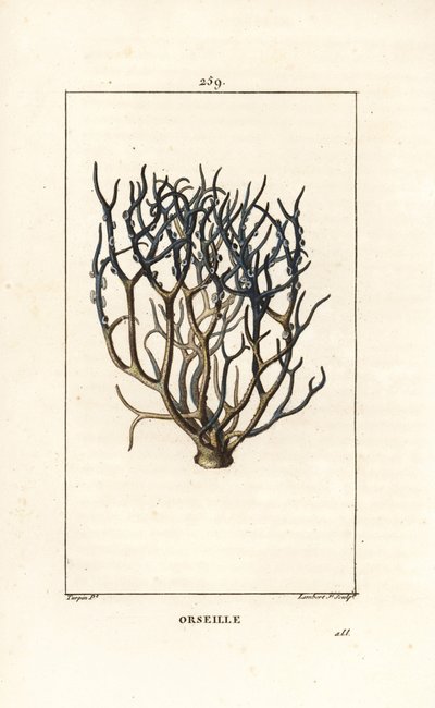 Orcein or archil, Roccella tinctoria, lichen used for dye from the Cape Verde islands (Illustration from La Flore Medicale) by Pierre Jean Francois Turpin