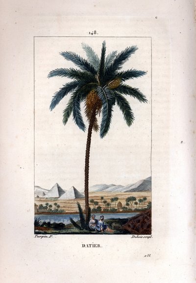 Date palm, Phoenix dactylifera, showing fruit and leaves against landscape with pyramids and river by Pierre Jean Francois Turpin