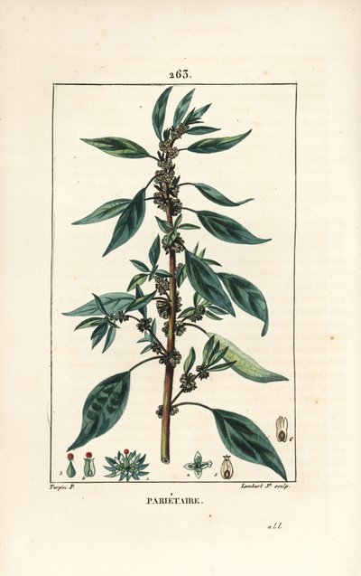 Wall Pellitory, Parietaria officinalis (from La Flore Medicale) by Pierre Jean Francois Turpin