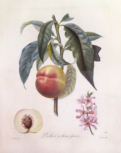 Peach (Prunus persica), botanical plate by Pierre Jean Francois Turpin by Pierre Jean Francois Turpin