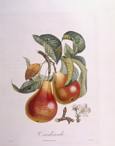 Pear "Cardinal", botanical plate by Pierre Jean Francois Turpin by Pierre Jean Francois Turpin