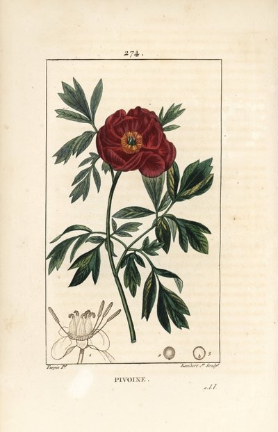 European peony, Paeonia officinalis, with flower, leaf and outline of flower parts (Illustration from La Flore Medicale) by Pierre Jean Francois Turpin