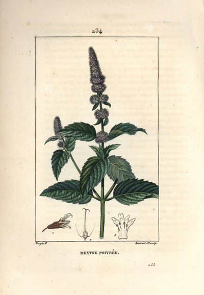 Peppermint (from 