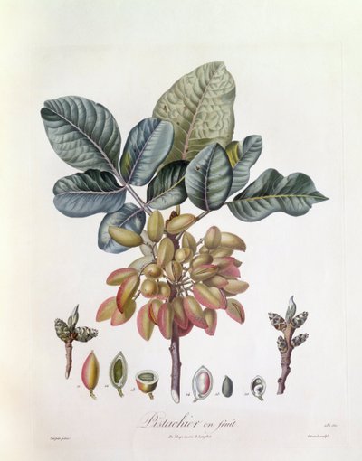 Pistachio (Pistacia vera), botanical plate by Pierre Jean Francois Turpin by Pierre Jean Francois Turpin