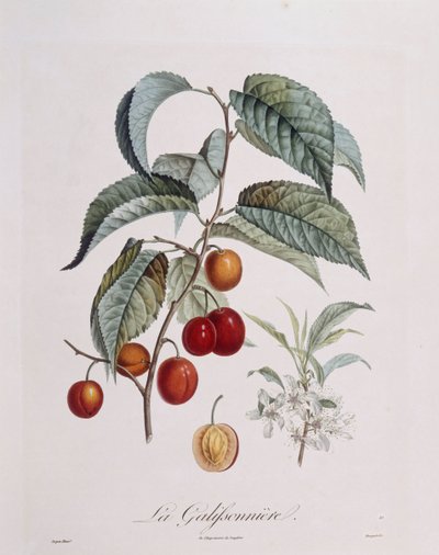 Plum 