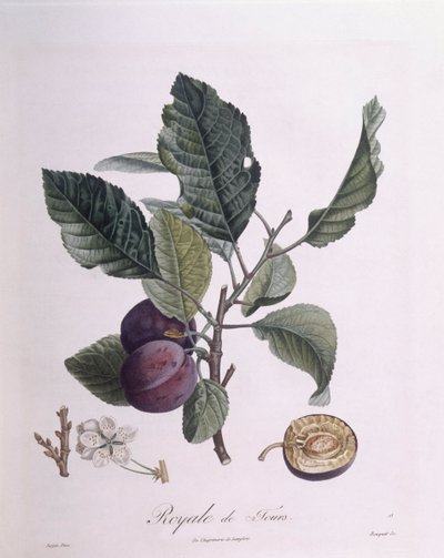 Plum 