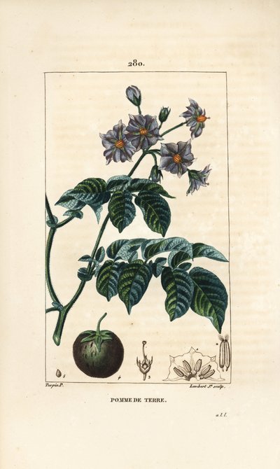 Potato, Solanum tuberosum (from La Flore Medicale) by Pierre Jean Francois Turpin