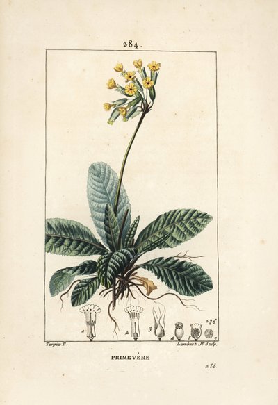 Cowslip, Primula veris (from La Flore Medicale) by Pierre Jean Francois Turpin