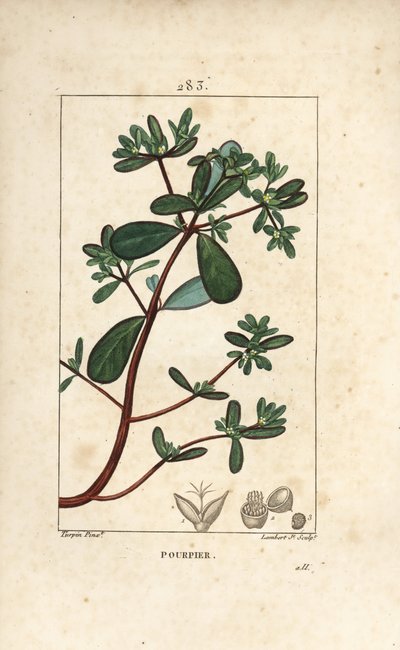 Purslane with Leaf, Stalk and Flower by Pierre Jean Francois Turpin