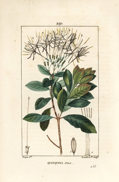Quinquina Piton - Exostema Sanctae-Luciae by Pierre Jean Francois Turpin