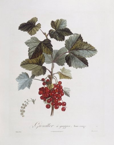 Red currant (Ribes rubrum), botanical plate by Pierre Jean Francois Turpin by Pierre Jean Francois Turpin