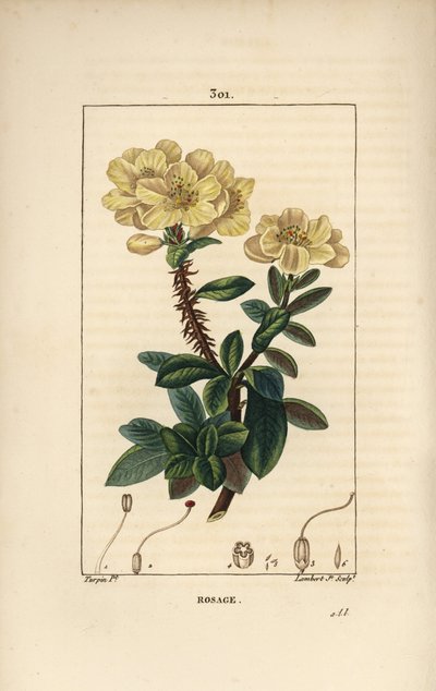Rhododendron Geant - Rosebay, Hymenanthes Maxima (Rhododendron Maximum), with Flower, Thorny Stem, Leaf and Seed. Handcoloured Stipple Copperplate Engraving by Lambert Junior from a Drawing by Pierre Jean-Francois Turpin from Chaumeton, Poiret and Chambere by Pierre Jean Francois Turpin
