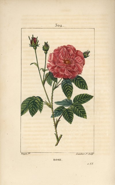 Rose de France or Rose de Provins - Rose, Rosa gallica, with bud, flower, leaf and thorny stem by Pierre Jean Francois Turpin