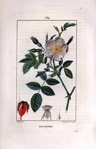 Rosehip Branch with Berry and Rose by Pierre Jean Francois Turpin