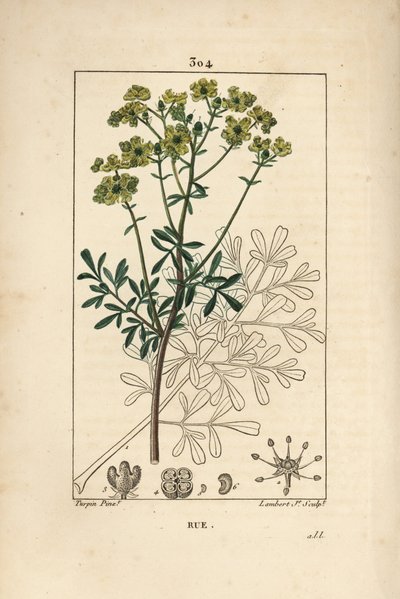 Rue des jardins or Rue fetide - Rue or herb of grace, Ruta graveolens, showing flower, leaf, stalk, seed and outline by Pierre Jean Francois Turpin