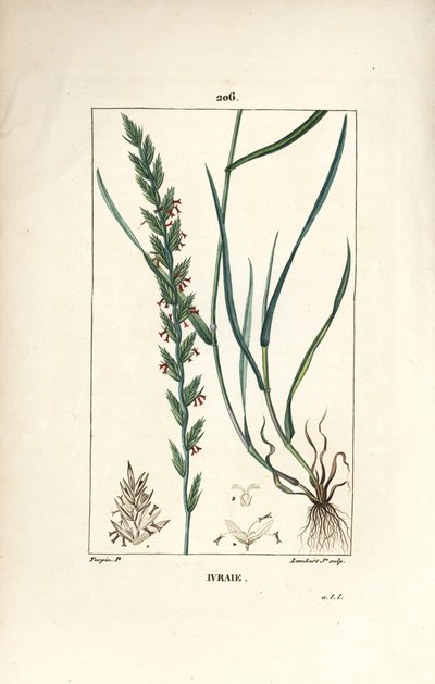 Rye Grass, Gramen loliaceum by Pierre Jean Francois Turpin