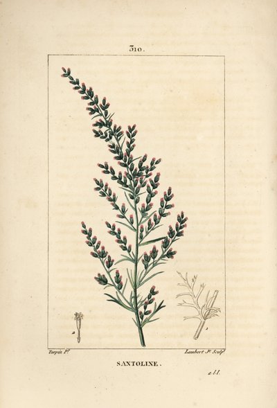 Sagebrush Variete - Wormseed or Tatarian Southernwood by Pierre Jean Francois Turpin