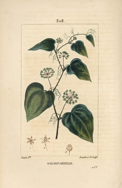 Salsepareille or Mountain Granon, Spiny Bindweed, Spiny Liset - Rough bindweed or sarsaparille, Smilax aspera, with flower, stem, tendril, leaf and seed by Pierre Jean Francois Turpin