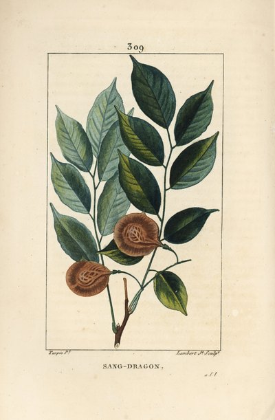 Dragonsblood or Paduak Tree (Pterocarpus officinalis) by Pierre Jean Francois Turpin