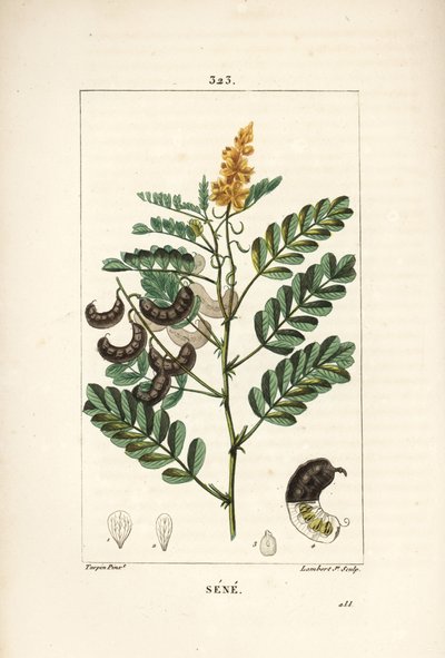 Sene - Alexandrian Senna by Pierre Jean Francois Turpin