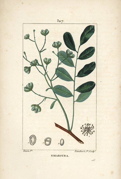 Simarouba Bitere - Marupa or Bitterwood by Pierre Jean Francois Turpin