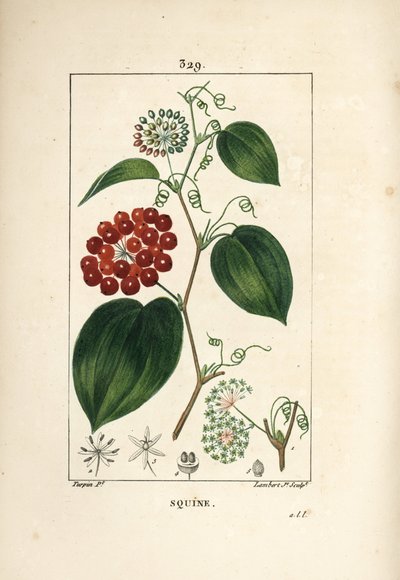 Chinese Smilax, Smilax China by Pierre Jean Francois Turpin