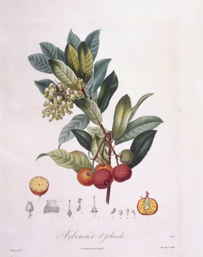 Strawberry Tree (Arbutus unedo), botanical plate by Pierre Jean Francois Turpin by Pierre Jean Francois Turpin