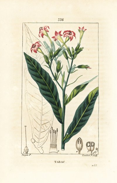 Tobacco by Pierre Jean Francois Turpin