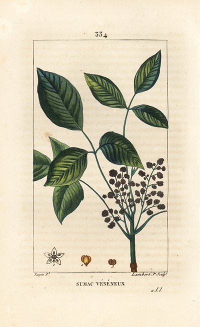 Toxic Liana - Poison oak, Toxicodendron pubescens by Pierre Jean Francois Turpin