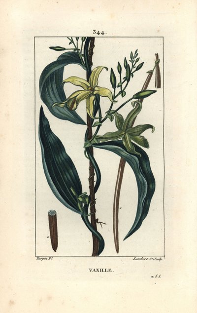 Vanilla - Vanilla orchid, Epidendron vanilla, with flower, leaf, seedpod. Handcoloured stipple copperplate engraving by Lambert Junior from a drawing by Pierre Jean-Francois Turpin from Chaumeton, Poiret and Chamberet