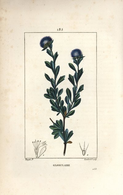 Variete of globular - Three tooth leaved globularia, Globularia fruticosa by Pierre Jean Francois Turpin