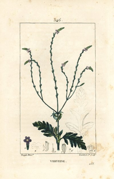 Verbena or Sacred Herb, Venus