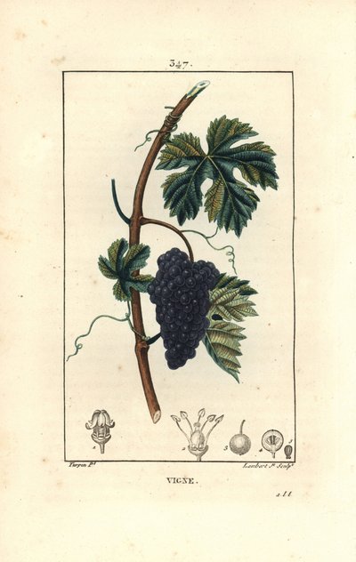 Vine - Grape vine, Vitis vinifera, with fruit, leaf, tendril and stem by Pierre Jean Francois Turpin