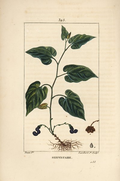 Virginia Snakeroot by Pierre Jean Francois Turpin