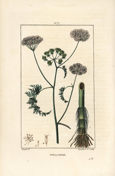 Water Hemlock, Oenanthe Aquatica by Pierre Jean Francois Turpin