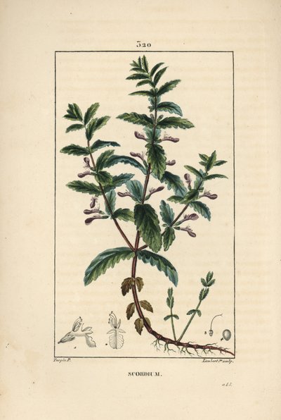 Water germandree - Water germander, Teucrium scordium, showing flower, leaf, stalk and roots by Pierre Jean Francois Turpin