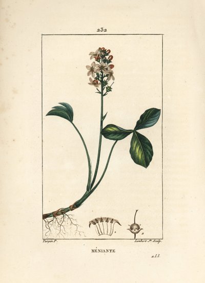 Mars Trefoil, Menyanthes trifoliata by Pierre Jean Francois Turpin