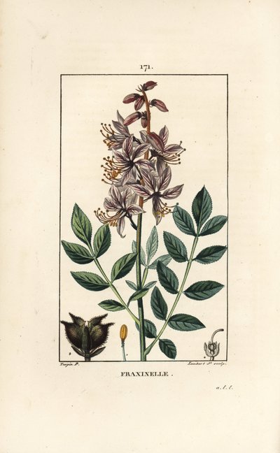 White Dictamnus Albus by Pierre Jean Francois Turpin