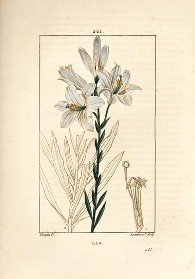 White Lily, Lilium candidum by Pierre Jean Francois Turpin