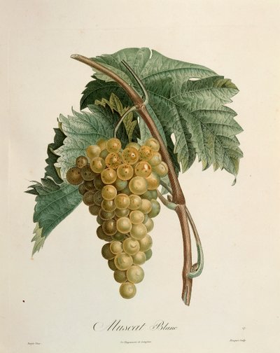 White muscat grapes by Pierre Jean Francois Turpin
