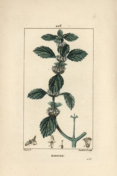 Common Horehound (from 