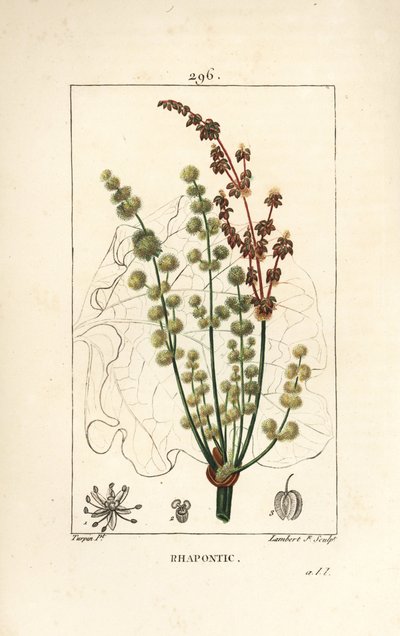 Wild Rhubarb - Rhapontic or False Rhubarb by Pierre Jean Francois Turpin