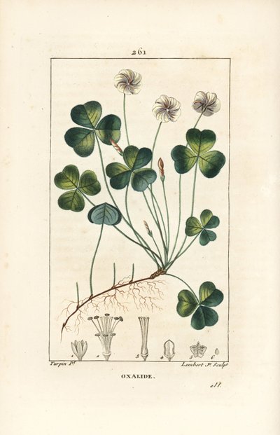 Wood sorrel, Oxalis acetosella, with flower, leaf, stalk, seed and root (Illustration from La Flore Medicale) by Pierre Jean Francois Turpin