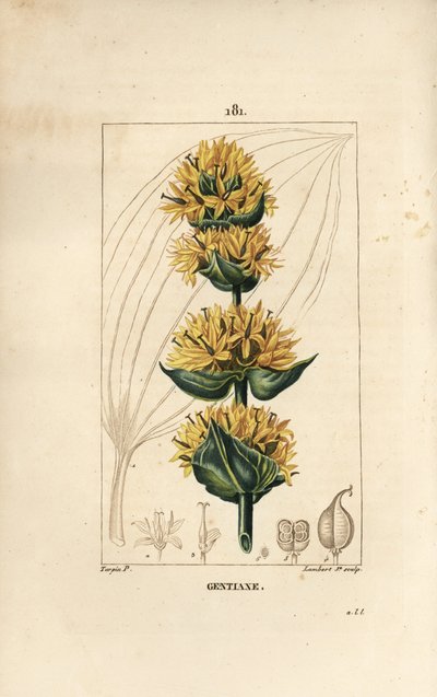 Yellow Gentian or Great Gentian, Gentiana lutea by Pierre Jean Francois Turpin