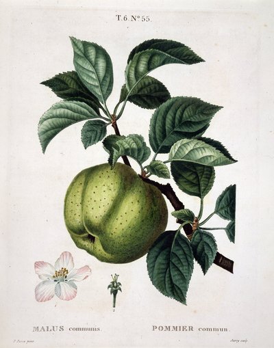 Apple tree - in "Nouveau Duhamel du Monceau ou traite des arbres et shrustes qui one cultivate en France", figures after the drawings of P.J. Redoute et P. Bessa, Paris by Pierre Joseph (after) Redoute